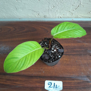 #24 Philodendron Geniculatum