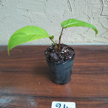 Load image into Gallery viewer, #24 Philodendron Geniculatum