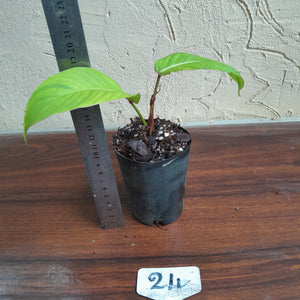 #24 Philodendron Geniculatum