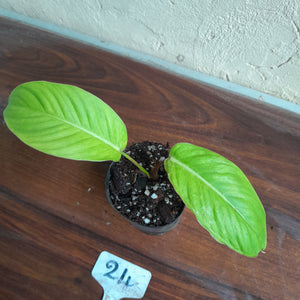 #24 Philodendron Geniculatum