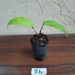 #24 Philodendron Geniculatum