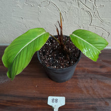 Load image into Gallery viewer, #88 Philodendron Geniculatum