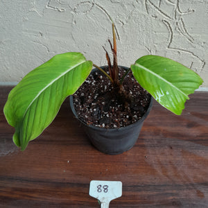 #88 Philodendron Geniculatum