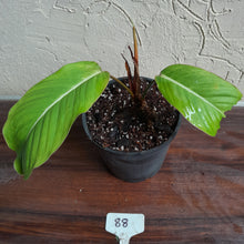 Load image into Gallery viewer, #88 Philodendron Geniculatum