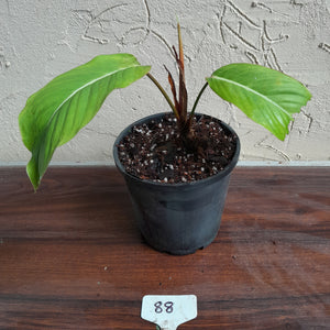 #88 Philodendron Geniculatum