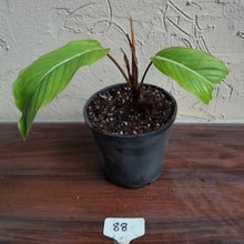 Load image into Gallery viewer, #88 Philodendron Geniculatum