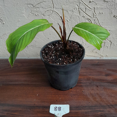 #88 Philodendron Geniculatum