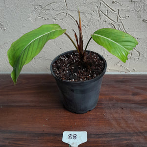 #88 Philodendron Geniculatum