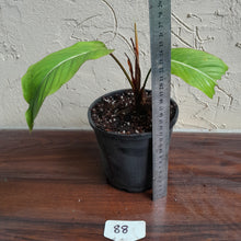 Load image into Gallery viewer, #88 Philodendron Geniculatum