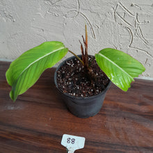 Load image into Gallery viewer, #88 Philodendron Geniculatum