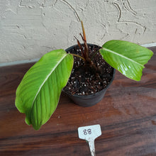 Load image into Gallery viewer, #88 Philodendron Geniculatum