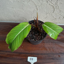 Load image into Gallery viewer, #88 Philodendron Geniculatum