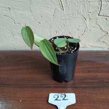 Load image into Gallery viewer, #22 Philodendron Burle Marx Fantasy