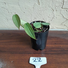 Load image into Gallery viewer, #22 Philodendron Burle Marx Fantasy