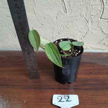 Load image into Gallery viewer, #22 Philodendron Burle Marx Fantasy