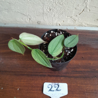 #22 Philodendron Burle Marx Fantasy