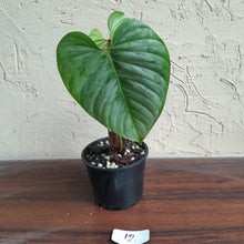 Load image into Gallery viewer, #12 Philodendron Sodiroi