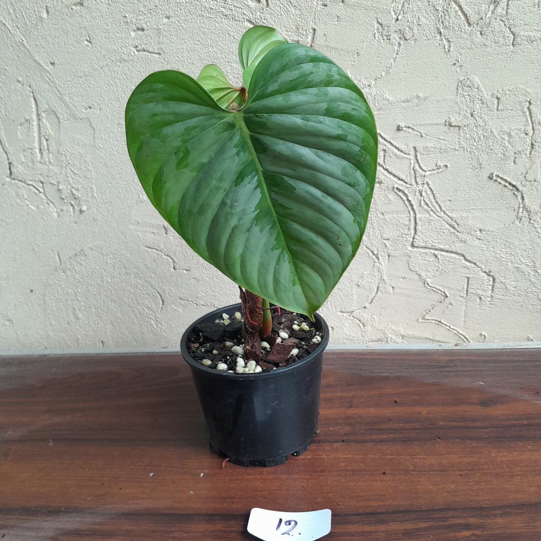 #12 Philodendron Sodiroi