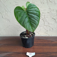 Load image into Gallery viewer, #12 Philodendron Sodiroi