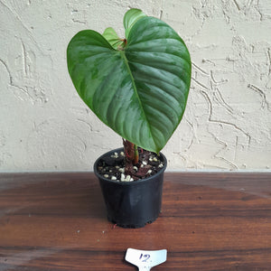 #12 Philodendron Sodiroi