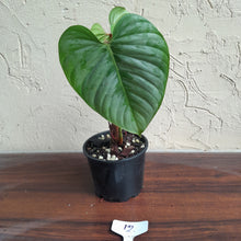 Load image into Gallery viewer, #12 Philodendron Sodiroi