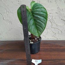 Load image into Gallery viewer, #12 Philodendron Sodiroi