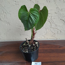 Load image into Gallery viewer, #12 Philodendron Sodiroi