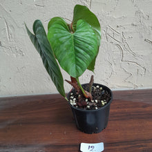 Load image into Gallery viewer, #12 Philodendron Sodiroi