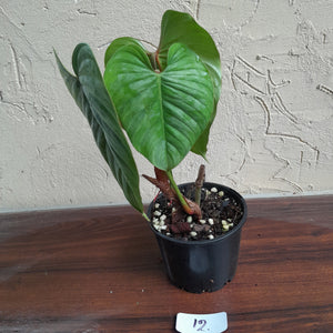 #12 Philodendron Sodiroi