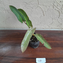 Load image into Gallery viewer, #23 Philodendron Atabapoense