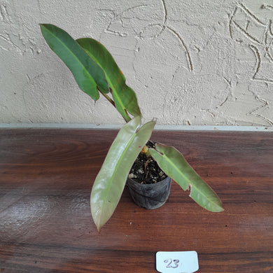 #23 Philodendron Atabapoense