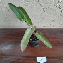 Load image into Gallery viewer, #23 Philodendron Atabapoense