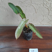 Load image into Gallery viewer, #23 Philodendron Atabapoense