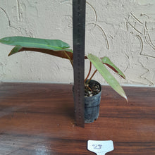 Load image into Gallery viewer, #23 Philodendron Atabapoense