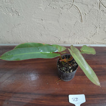 Load image into Gallery viewer, #23 Philodendron Atabapoense