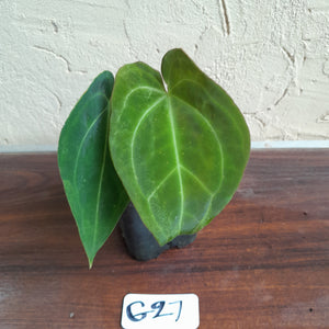 #G27 Anthurium NOID