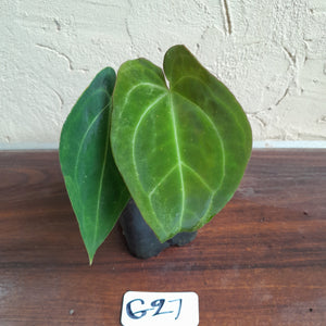 #G27 Anthurium NOID