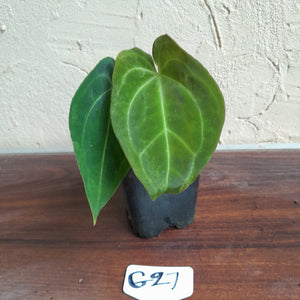 #G27 Anthurium NOID