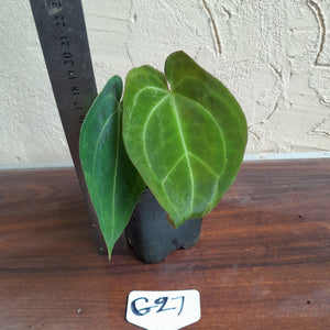 #G27 Anthurium NOID