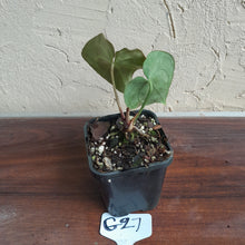 Load image into Gallery viewer, #G27 Anthurium NOID