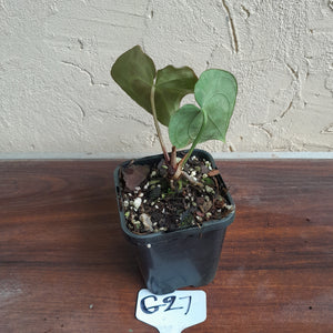 #G27 Anthurium NOID