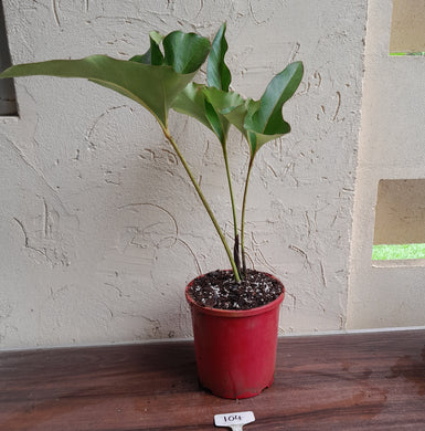 #104 Large Anthurium Brownii