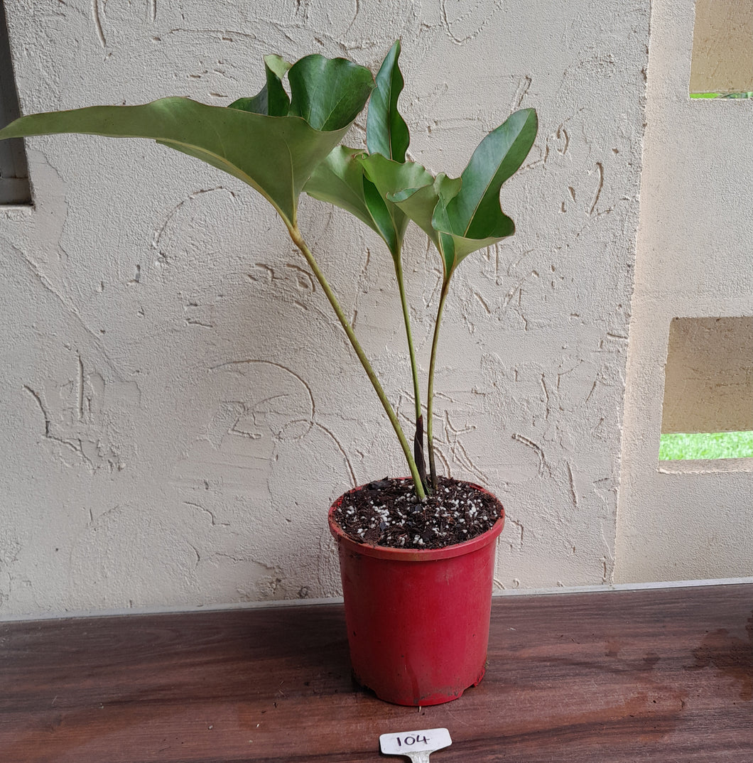#104 Large Anthurium Brownii