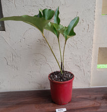 Load image into Gallery viewer, #104 Large Anthurium Brownii