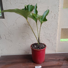 Load image into Gallery viewer, #104 Large Anthurium Brownii