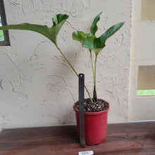 Load image into Gallery viewer, #104 Large Anthurium Brownii