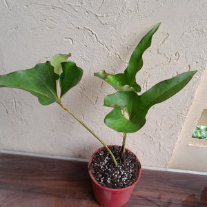 #104 Large Anthurium Brownii