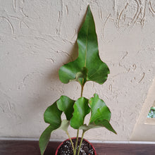 Load image into Gallery viewer, #104 Large Anthurium Brownii