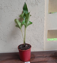 Load image into Gallery viewer, #104 Large Anthurium Brownii