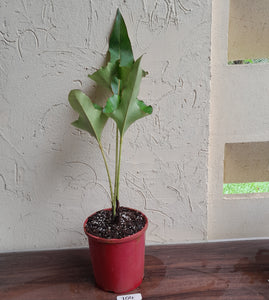 #104 Large Anthurium Brownii